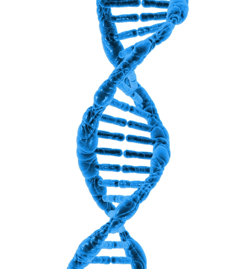 Structura ADN